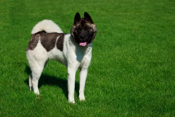 Dog breed American Akita stand on green grass