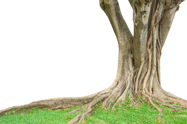 istock Roots of a tree and trunk isolated on white background. This has clipping path. 1050564496