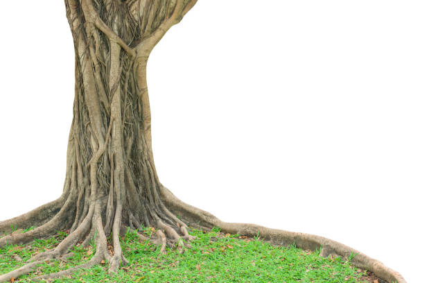 istock Roots of a tree and trunk isolated on white background. This has clipping path. 1050566644