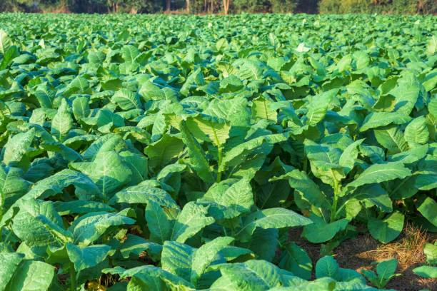 istock Tobacco plant in field 1050567144