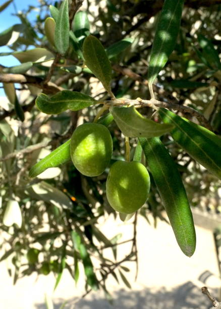 istock Close up of growing olive fruits 1050567178