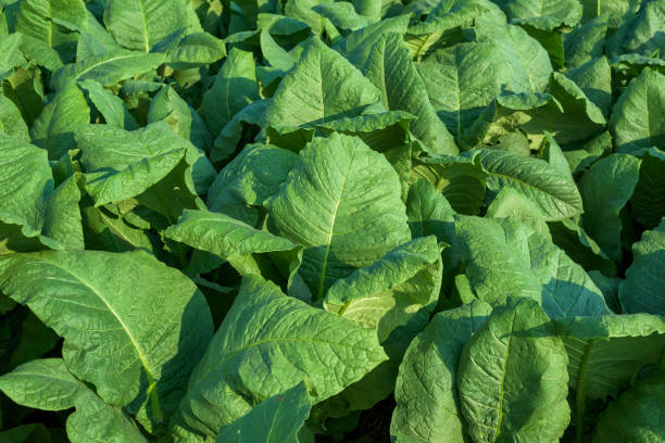 istock Tobacco plant in field 1050567248