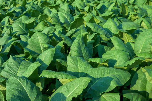 istock Tobacco plant in field 1050567316