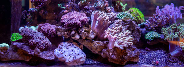 Underwater coral reef landscape background in the deep lilac ocean