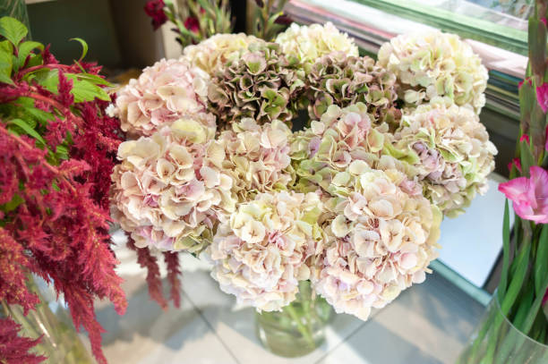 istock Huge bouquet of hydrangeas in a flower shop, a gently pink hydrangea 1050572610