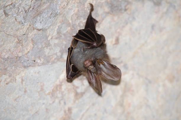 istock bat is mammal and call 