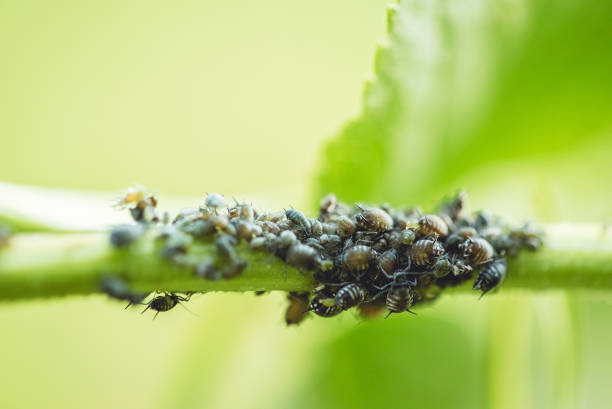 Black Aphids on Elder Leaf Stem Colony of small black aphids on an elder leaf stem. Macro close up shot. black fly photos stock pictures, royalty-free photos & images