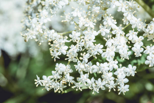 Elderberry flower (Sambucus nigra) blooming. Macro close up of elder flowers in spring. Elder's flowers white inflorescence.