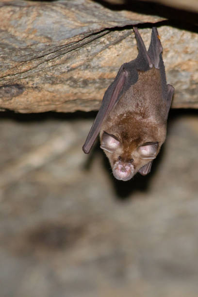 istock bat is mammal and call 