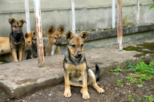 Stray dogs puppies flock on grey background.