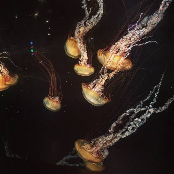 istock Colorful Jellyfish Floating 1050583038