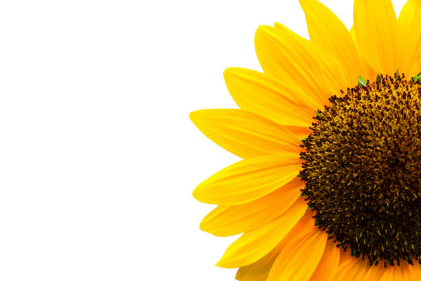 istock sunflower isolated on white background with clipping path 1050585644