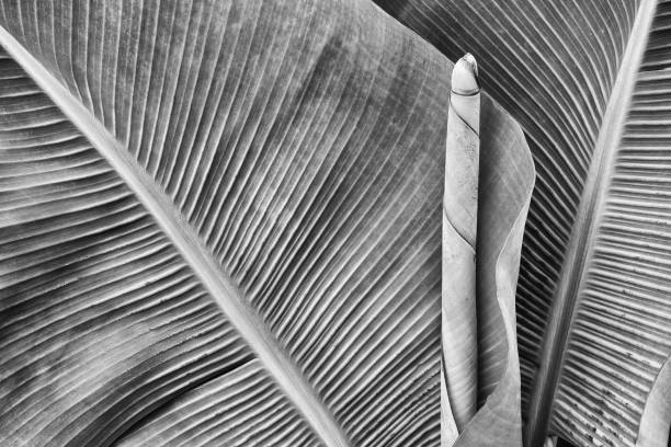 istock tropical banana palm leaf texture background 1050585668