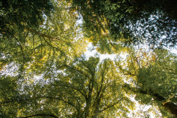istock Ecology and Sustainability - Trees and Forests 1050586096