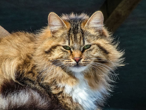 Adult cat looking into the camera Adult fluffy cat looking into the camera. Motley suit. tambov oblast photos stock pictures, royalty-free photos & images
