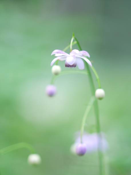 istock Forest fairy shrimp 1050594204