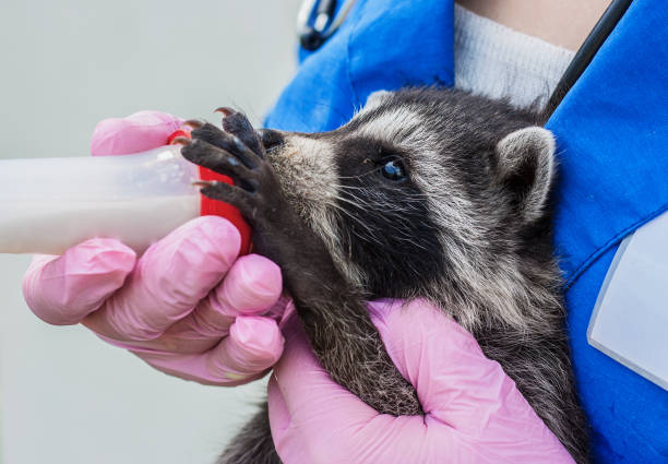 istock vet in blue uniform holds two raccoons 1050594490