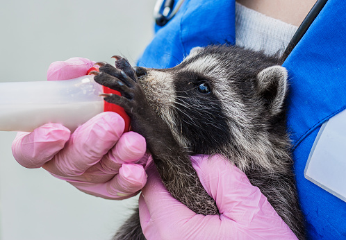 vet in blue uniform holds two raccoons