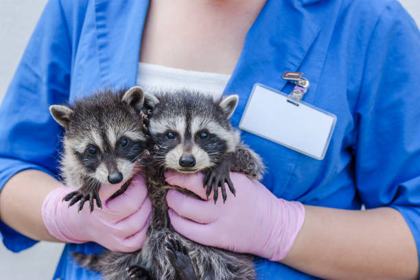 istock vet in blue uniform holds two raccoons 1050594650