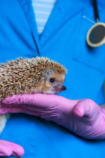 istock the vet holds a hedgehog in his palm 1050596766