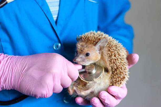 istock veterinarian in blue uniform inspects a hedgehog 1050596804