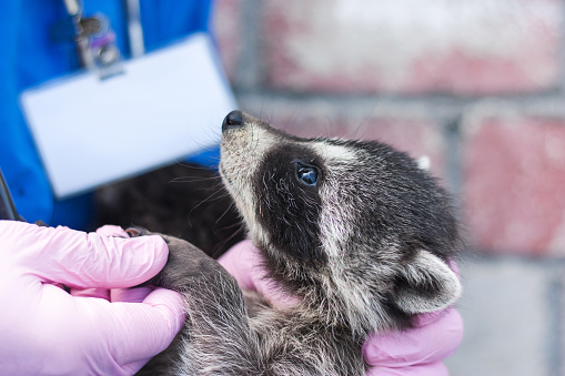 vet in blue uniform and pink gloves holding a raccoon