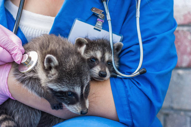 istock the vet holds two young raccoons 1050596874