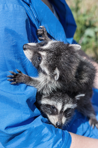 vet in blue uniform holds two raccoons