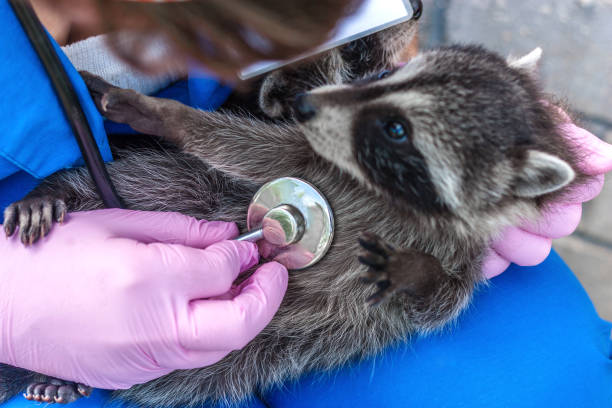 vet in blue uniform examines with a stethoscope a raccoon