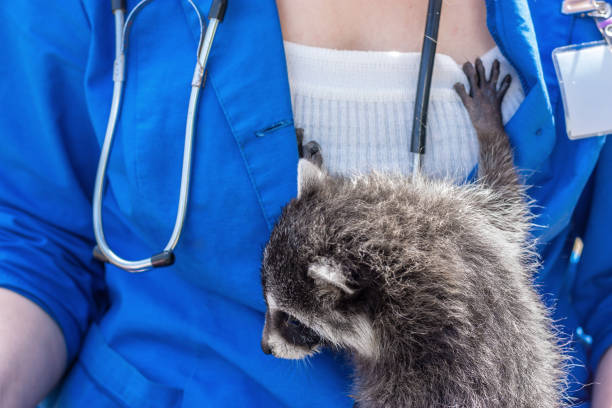 istock vet and little raccoon 1050597084