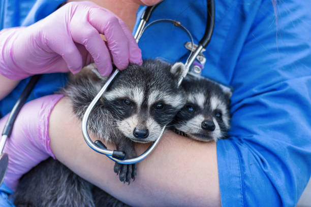 istock the vet holds two  raccoons 1050597170