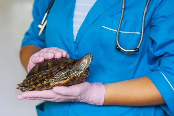 Photo of vet holding a turtle