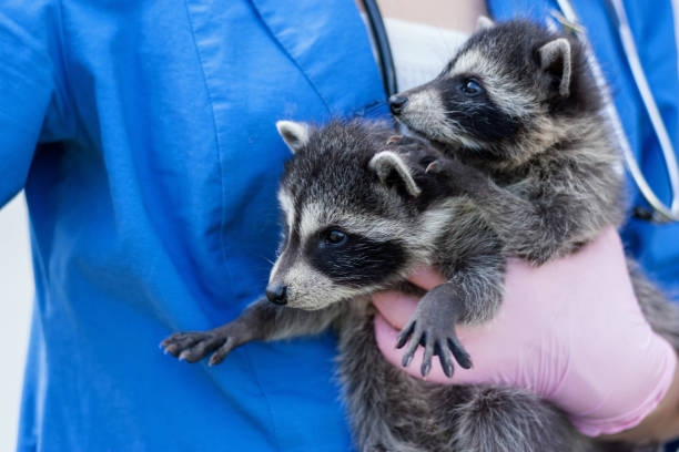 istock vet with two small raccoons 1050597250