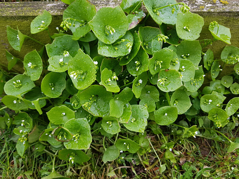 Winter purslane; Montia, Perfoliata