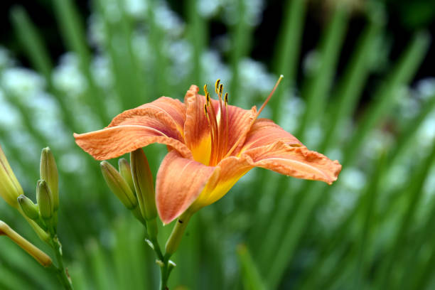 istock Day lily, Hemerocallis, Lily 1050597990