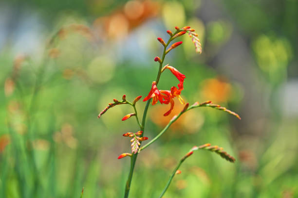 istock Crocosmia x crocosmiiflora 1050600050