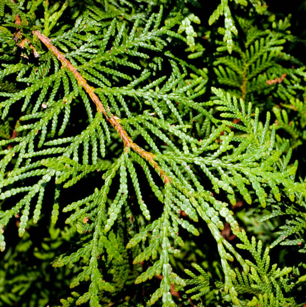 istock Tree of life, thuja, occidentalis 1050600072
