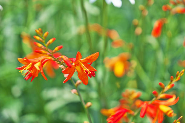 istock Crocosmia x crocosmiiflora 1050600112