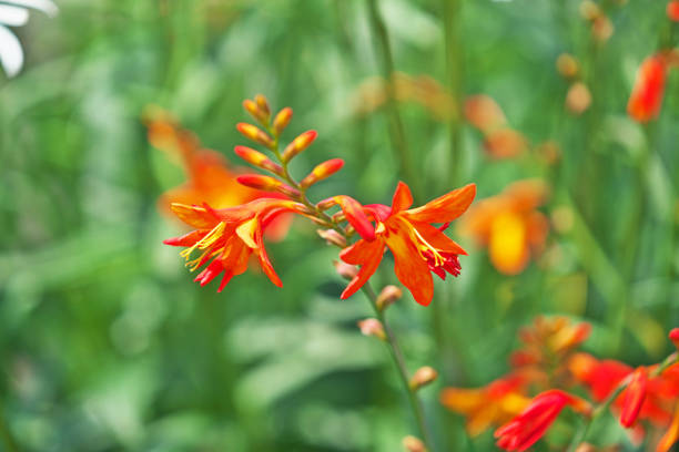 istock Crocosmia x crocosmiiflora 1050600150
