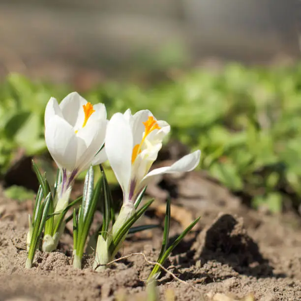 Two  white crocus blossom on the flowerbed in sunny day