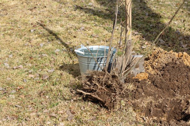istock transplant of fruit plants 1050600816