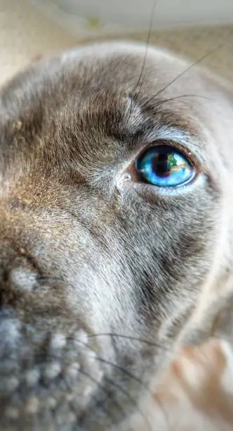 Photo of Blue eyes|| dog portrait||pitbull.