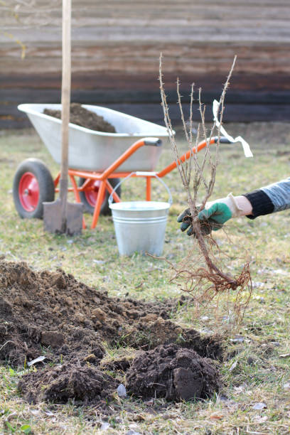istock gardening on the backyard 1050600934
