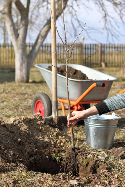 istock spring renewal of the orchard 1050601024
