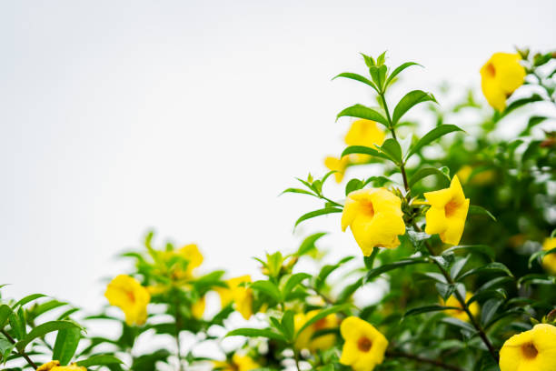 Golden trumpet flower on white background