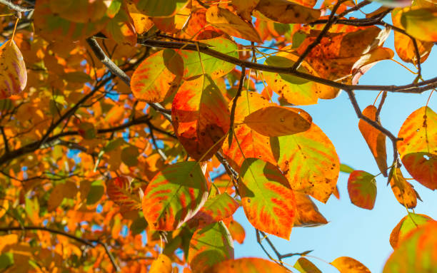 istock Foliage in a blue sky in autumn colors in sunlight at fall 1050606864
