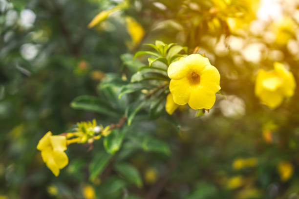 Golden trumpet flower on white background