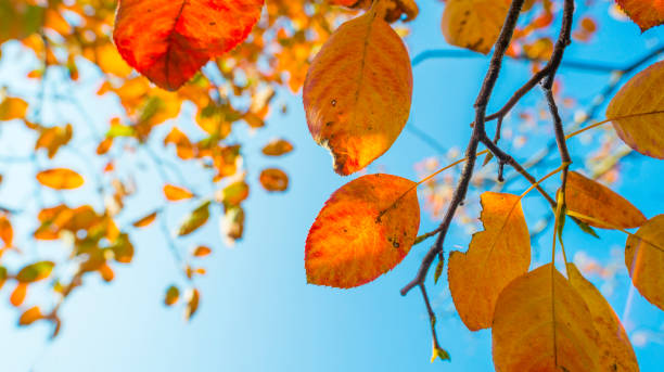 istock Foliage in a blue sky in autumn colors in sunlight at fall 1050606952