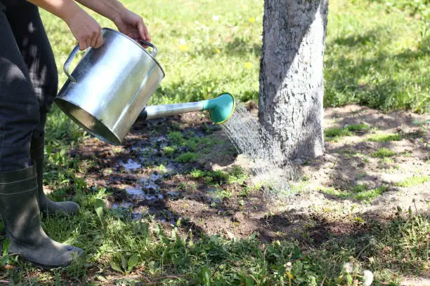 gardener watering from a watering can with a flower bed around a tree in the garden