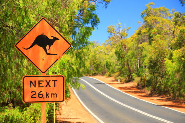Kangaroo road sign in Australia Kangaroos crossing next 26 km kangaroo crossing sign stock pictures, royalty-free photos & images